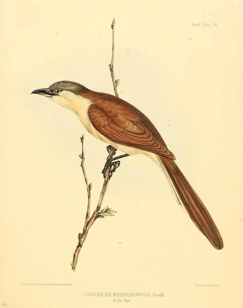 可岛美洲鹃(Coccyzus ferrugineus)