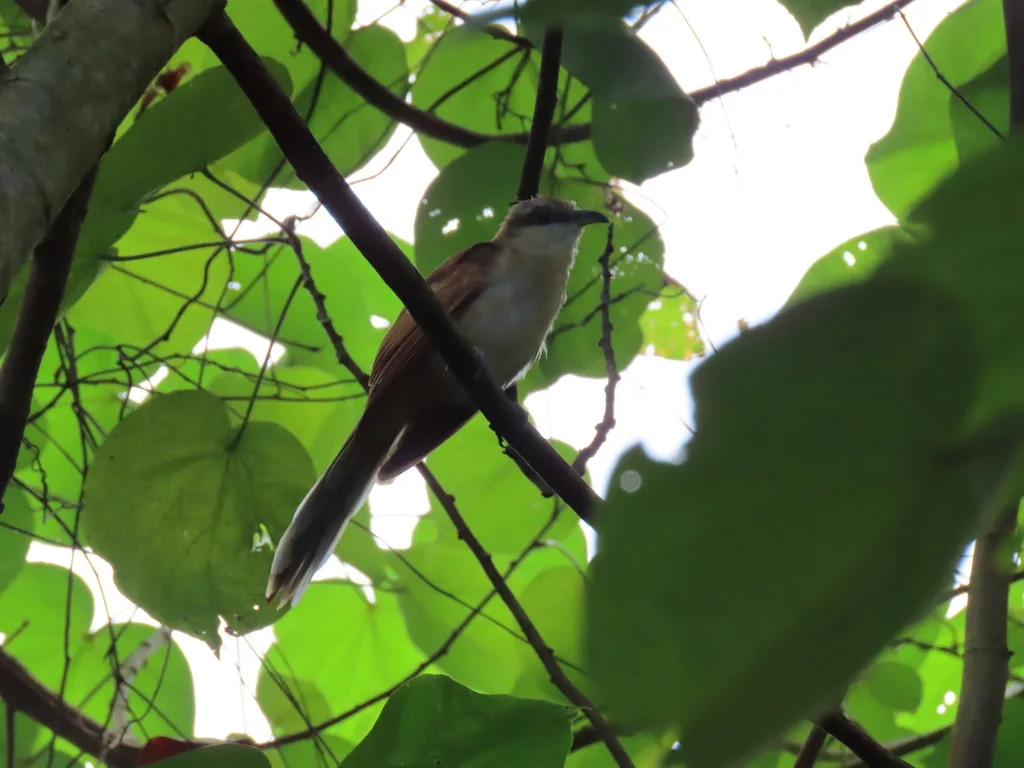 可岛美洲鹃(Coccyzus ferrugineus)