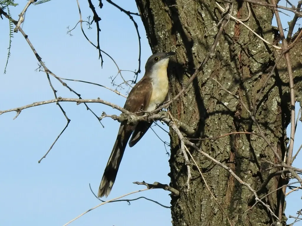 暗嘴美洲鹃(Coccyzus melacoryphus)