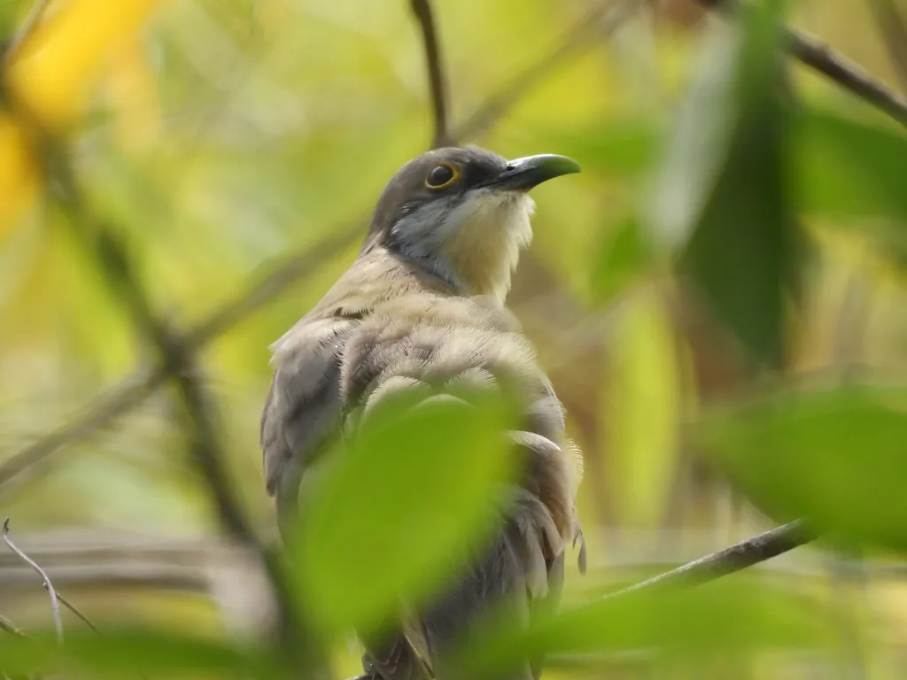 暗嘴美洲鹃(Coccyzus melacoryphus)