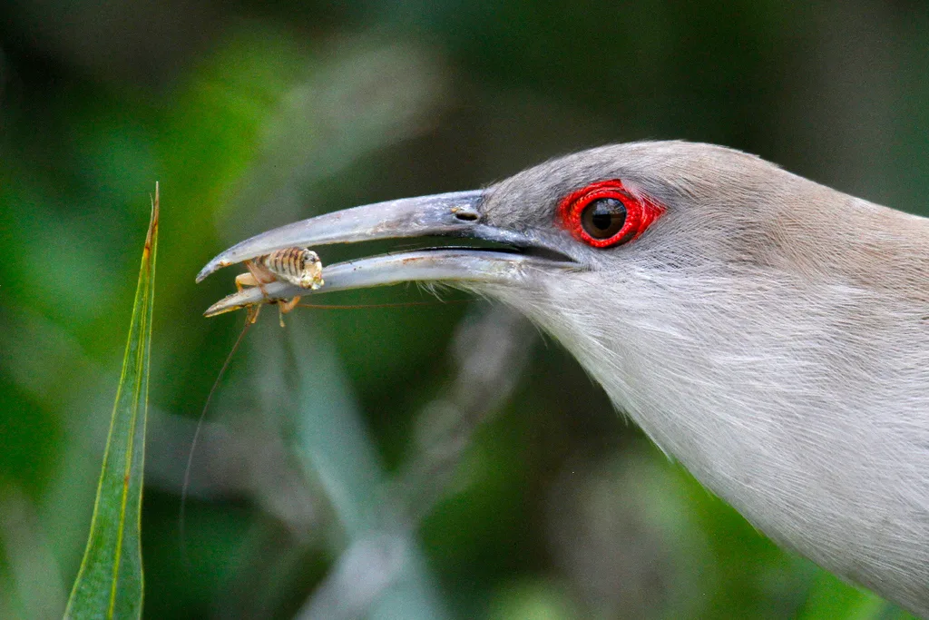 大蜥鹃(Coccyzus merlini)