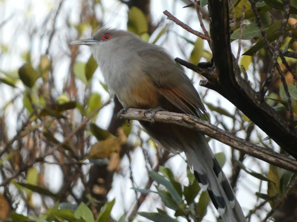 大蜥鹃(Coccyzus merlini)