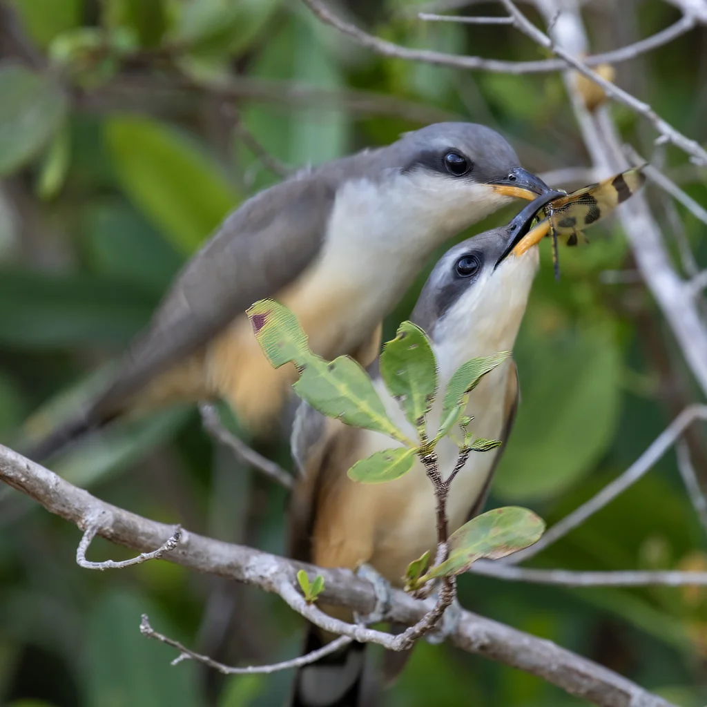 红树美洲鹃(Coccyzus minor)