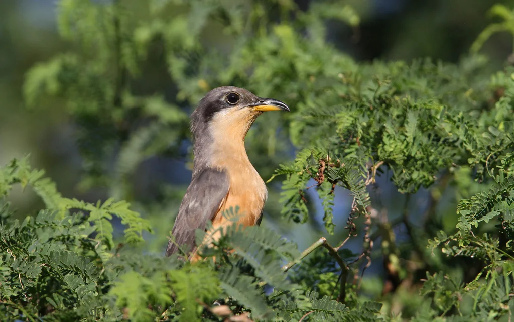 红树美洲鹃(Coccyzus minor)