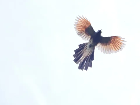 栗胸鹃
