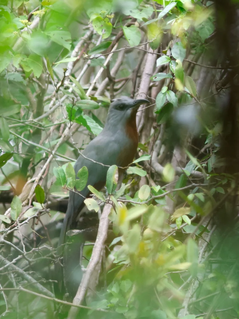 栗胸鹃(Coccyzus rufigularis)