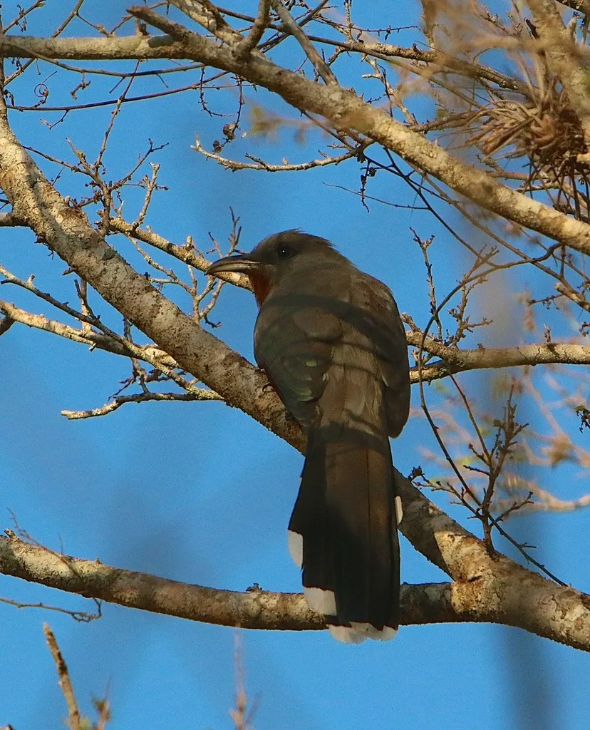 栗胸鹃(Coccyzus rufigularis)