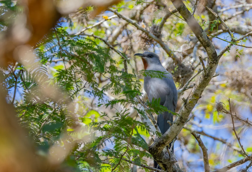 栗胸鹃(Coccyzus rufigularis)