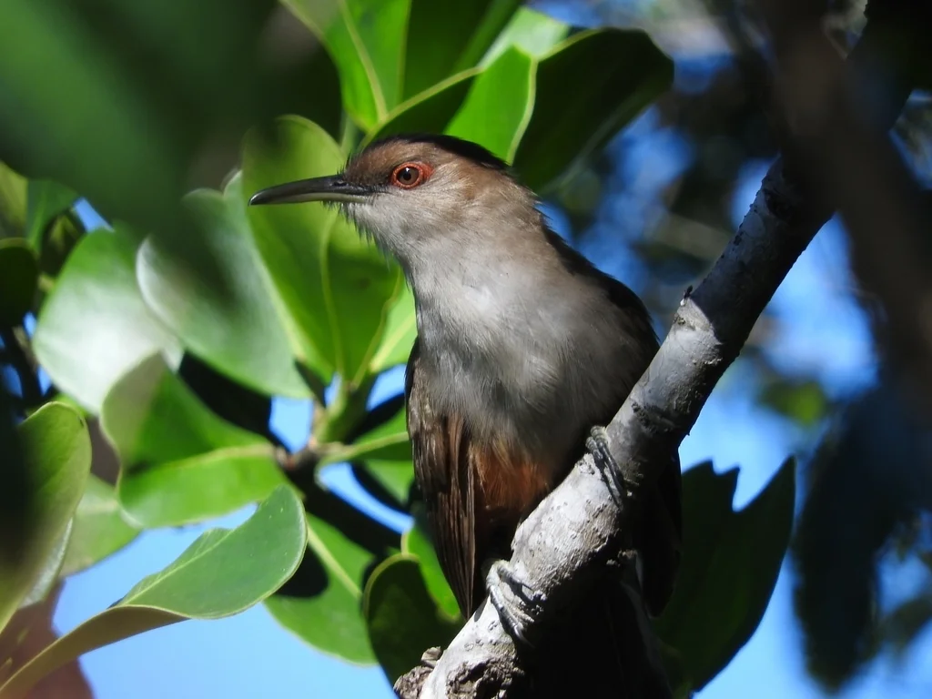 波多黎各蜥鹃(Coccyzus vieilloti)