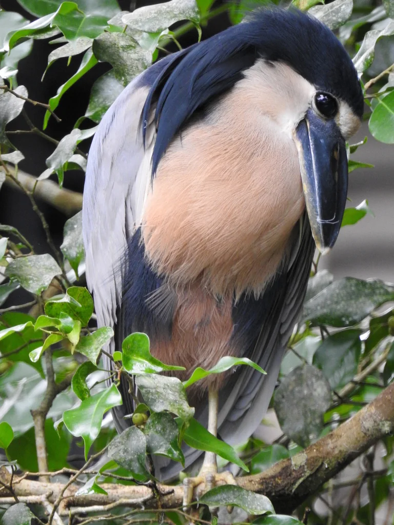 船嘴鹭(Cochlearius cochlearius)