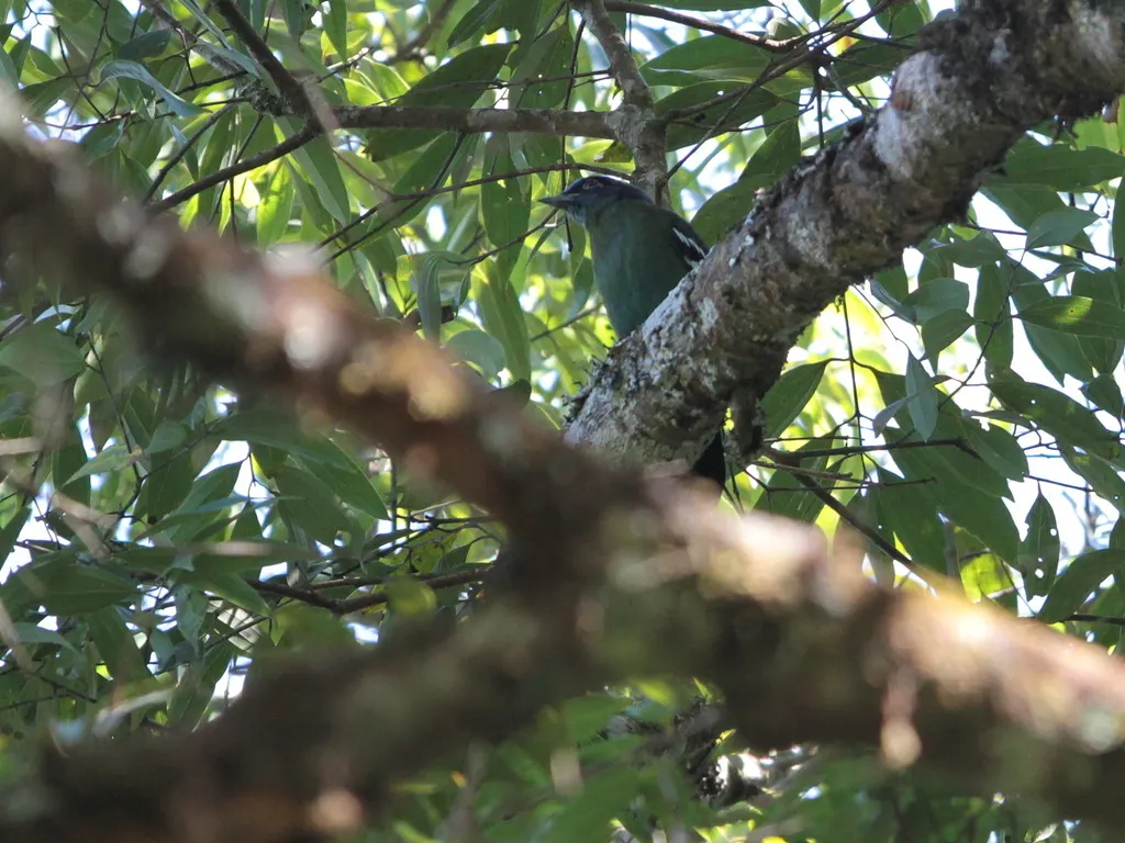 绿宽嘴鸫(Cochoa viridis)