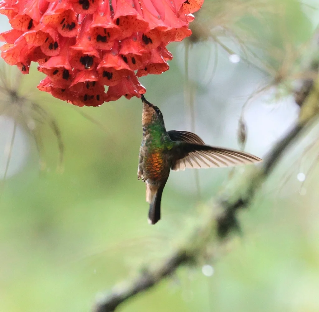 金腹星额蜂鸟(Coeligena bonapartei)
