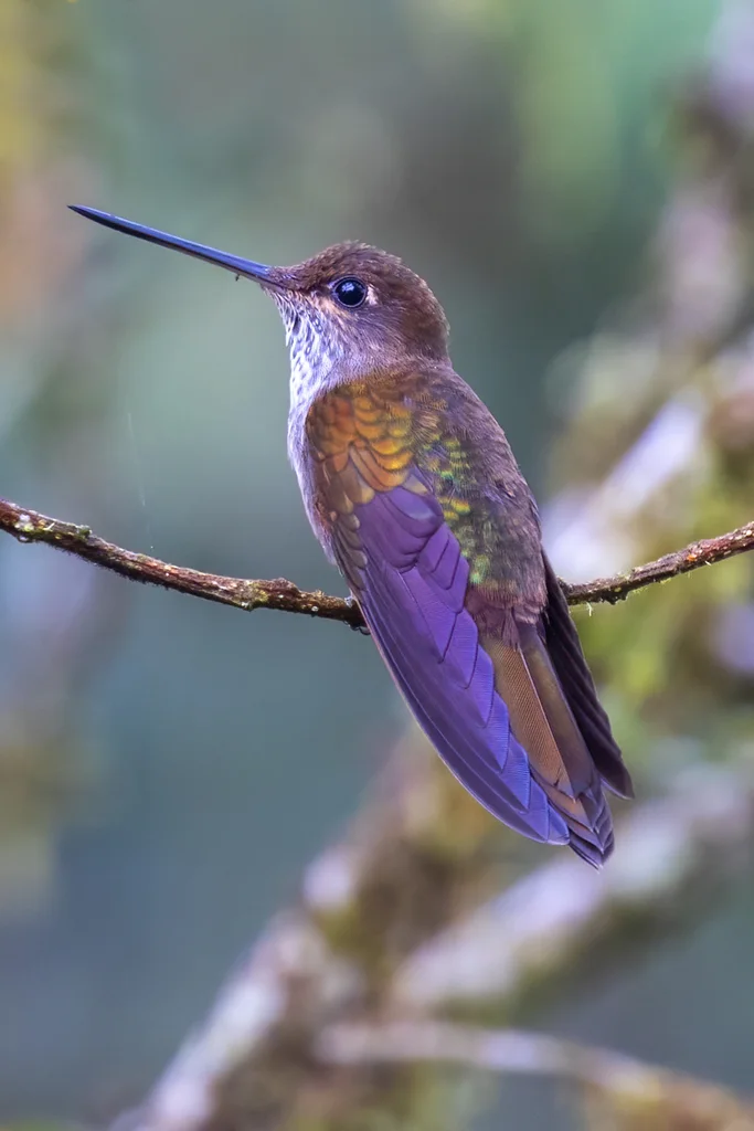 铜色星额蜂鸟(Coeligena coeligena)