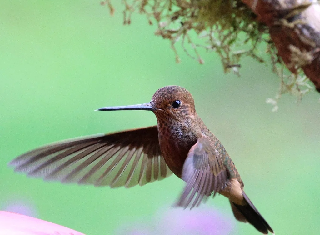 铜色星额蜂鸟(Coeligena coeligena)