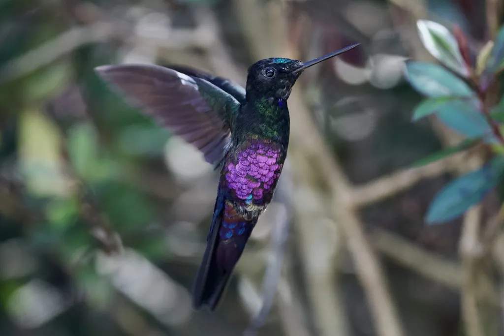 蓝喉星额蜂鸟(Coeligena helianthea)