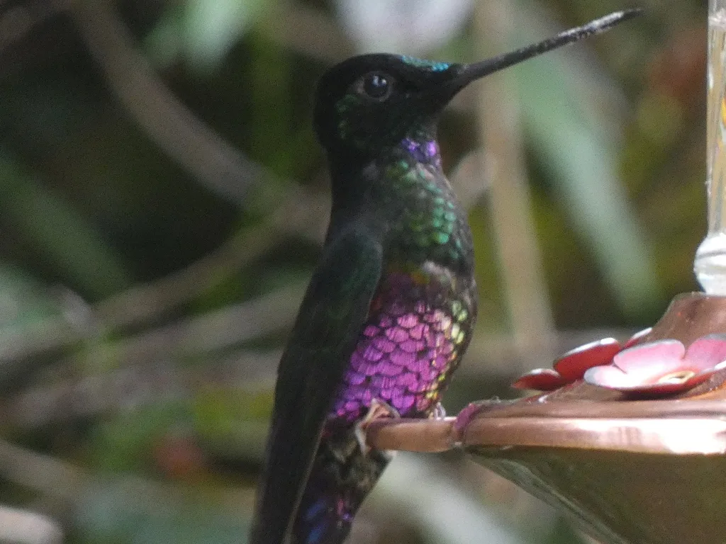 蓝喉星额蜂鸟(Coeligena helianthea)