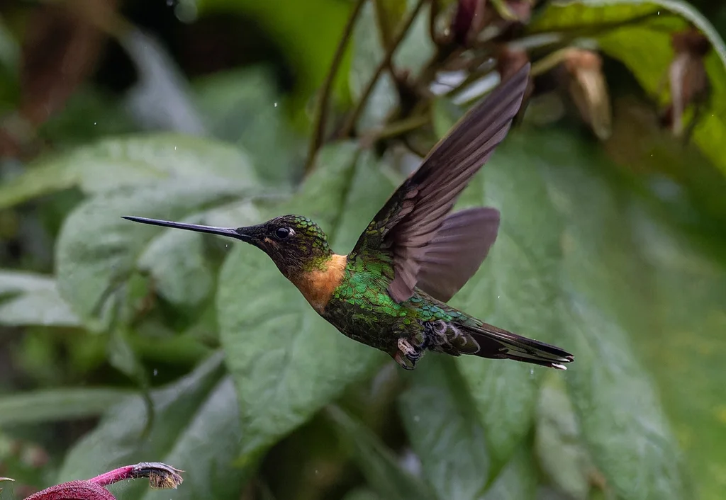 锈胸星额蜂鸟(Coeligena inca)