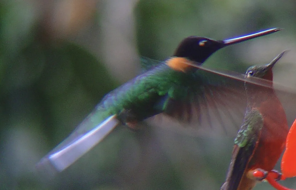 锈胸星额蜂鸟(Coeligena inca)