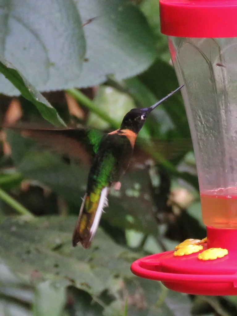 锈胸星额蜂鸟(Coeligena inca)