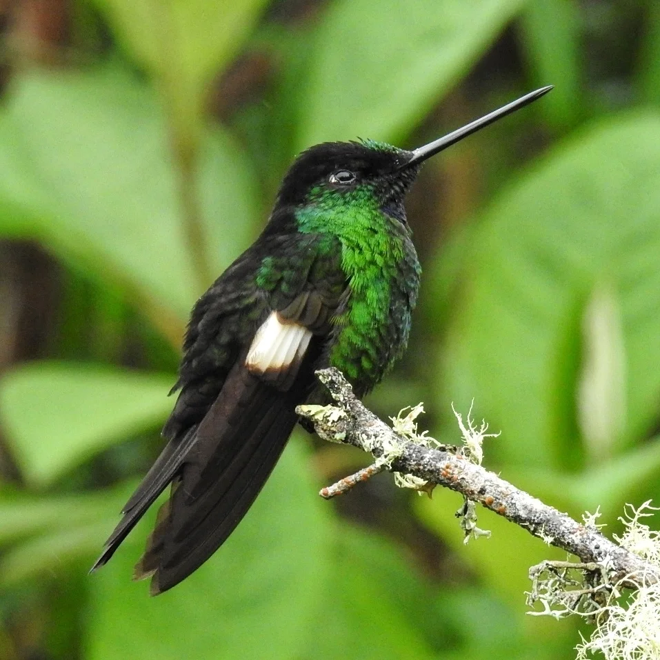 黄翅星额蜂鸟(Coeligena lutetiae)