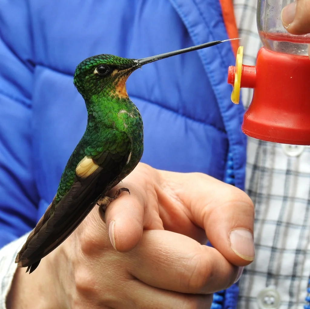 黄翅星额蜂鸟(Coeligena lutetiae)