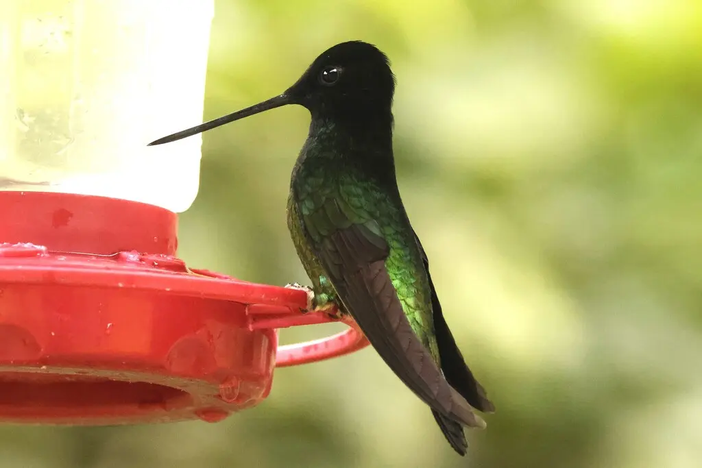 暗星额蜂鸟(Coeligena orina)
