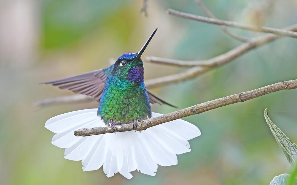 白尾星额蜂鸟(Coeligena phalerata)