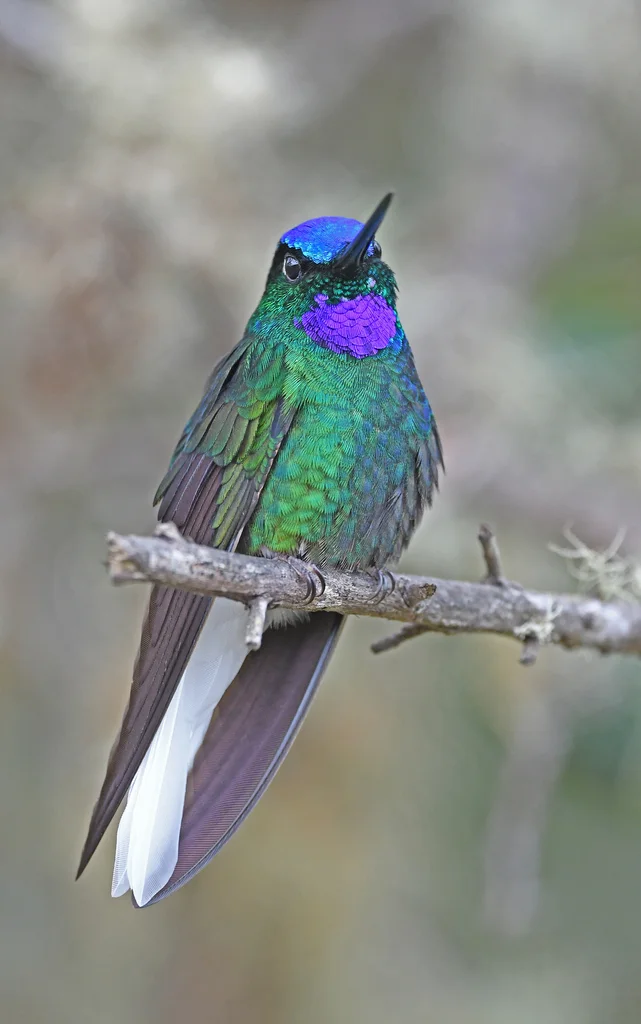 白尾星额蜂鸟(Coeligena phalerata)