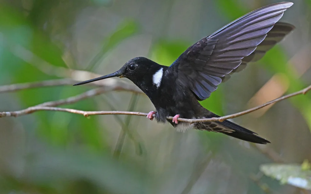 黑星额蜂鸟(Coeligena prunellei)