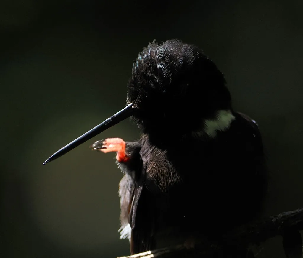 黑星额蜂鸟(Coeligena prunellei)