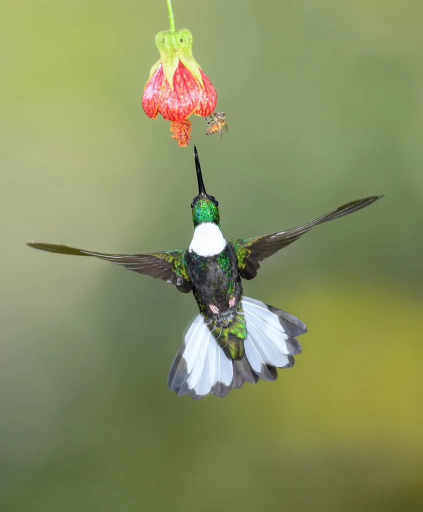 领星额蜂鸟(Coeligena torquata)
