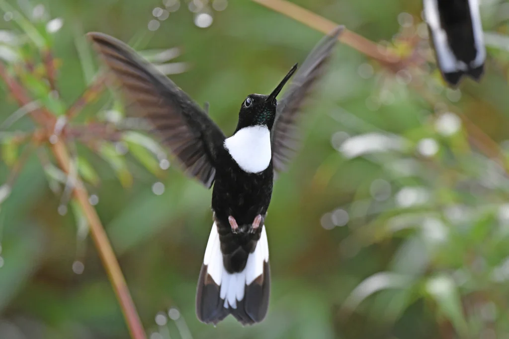领星额蜂鸟(Coeligena torquata)