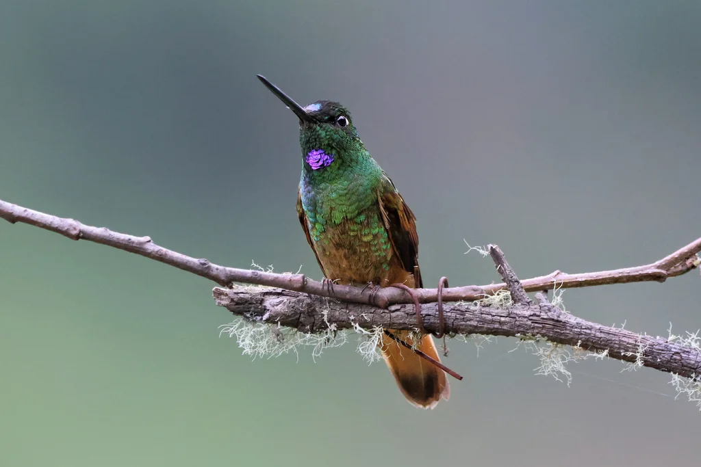 紫喉星额蜂鸟(Coeligena violifer)