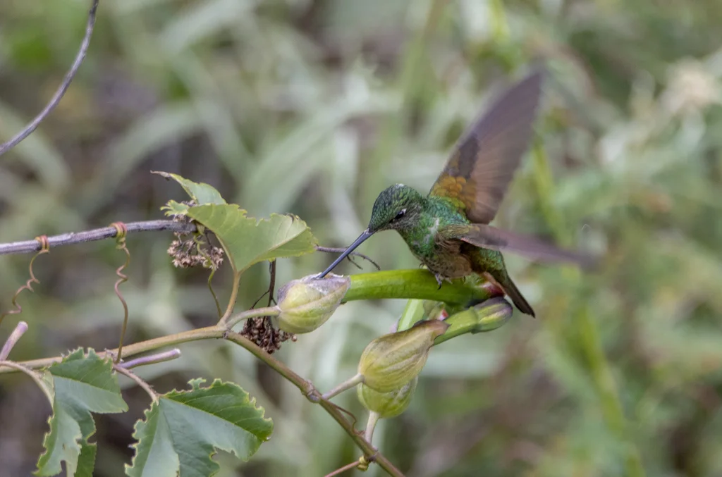 紫喉星额蜂鸟(Coeligena violifer)
