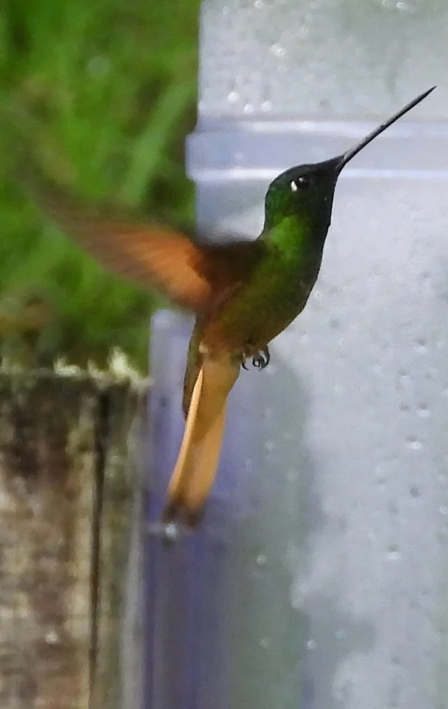 紫喉星额蜂鸟(Coeligena violifer)