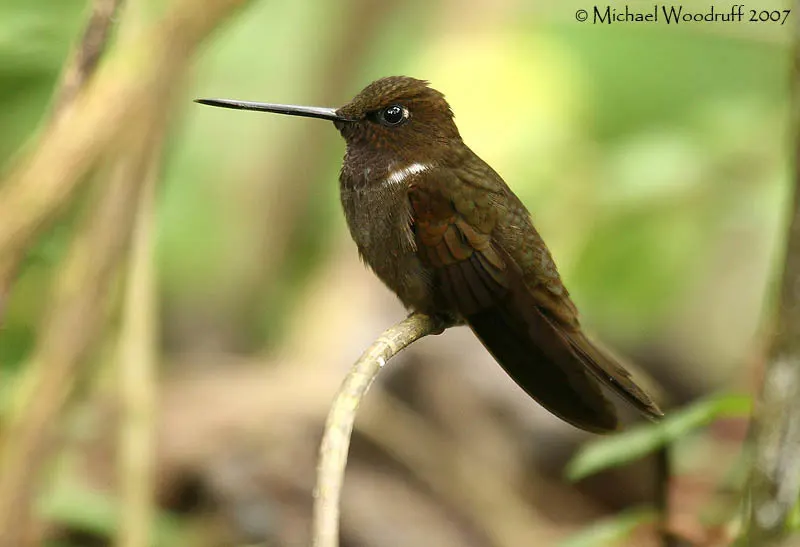 褐星额蜂鸟(Coeligena wilsoni)