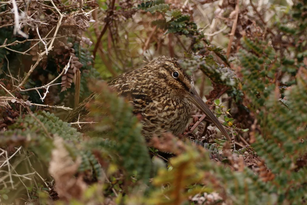 奥克兰沙锥(Coenocorypha aucklandica)