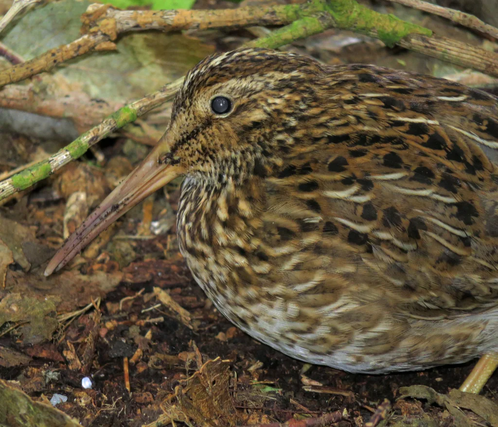 查岛沙锥(Coenocorypha pusilla)