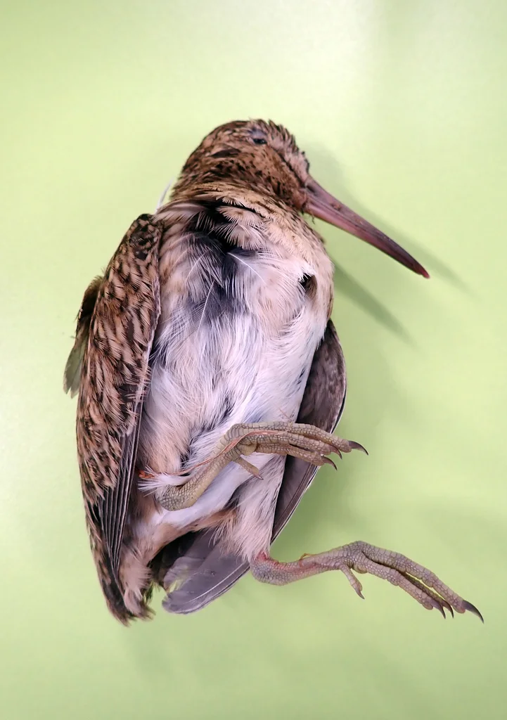 查岛沙锥(Coenocorypha pusilla)