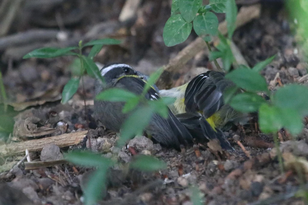 曲嘴森莺(Coereba flaveola)