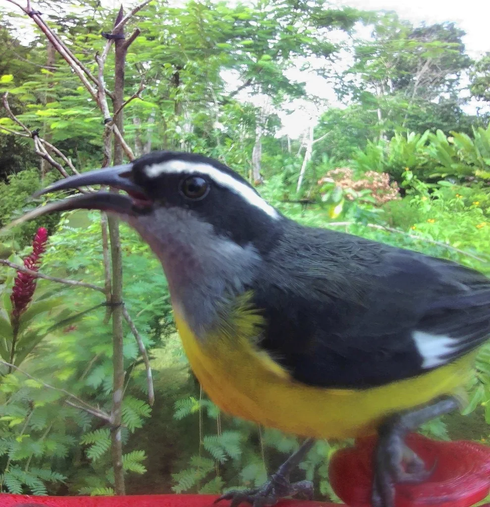 曲嘴森莺(Coereba flaveola)