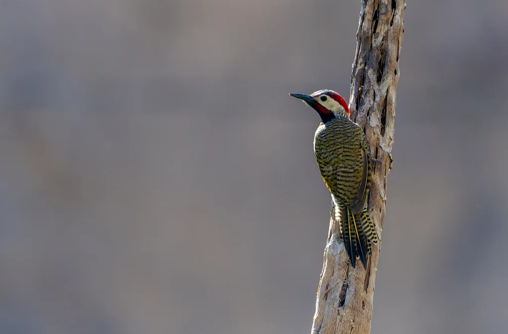 黑颈扑翅䴕(Colaptes atricollis)