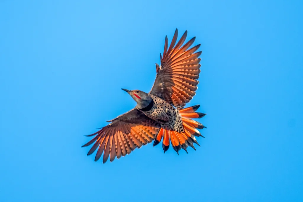 北扑翅䴕(Colaptes auratus)