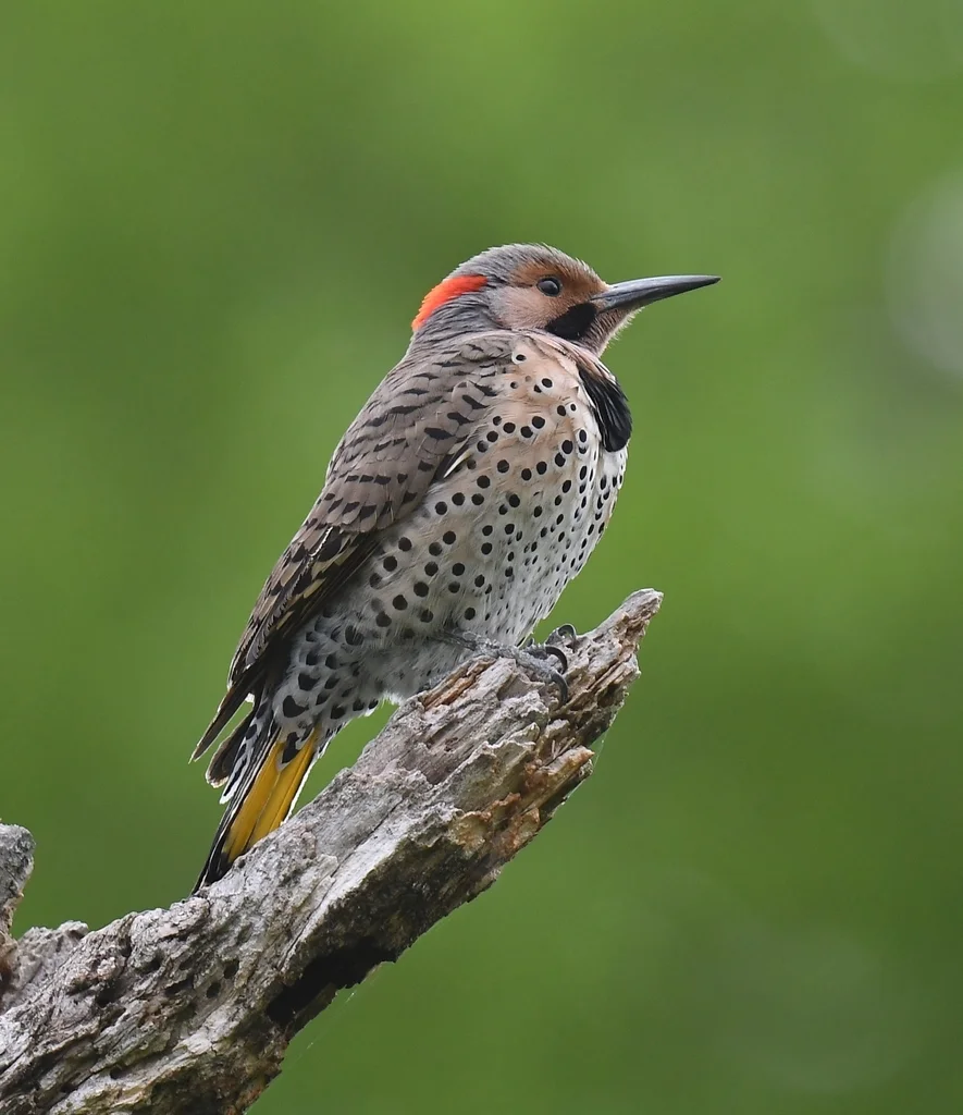 北扑翅䴕(Colaptes auratus)
