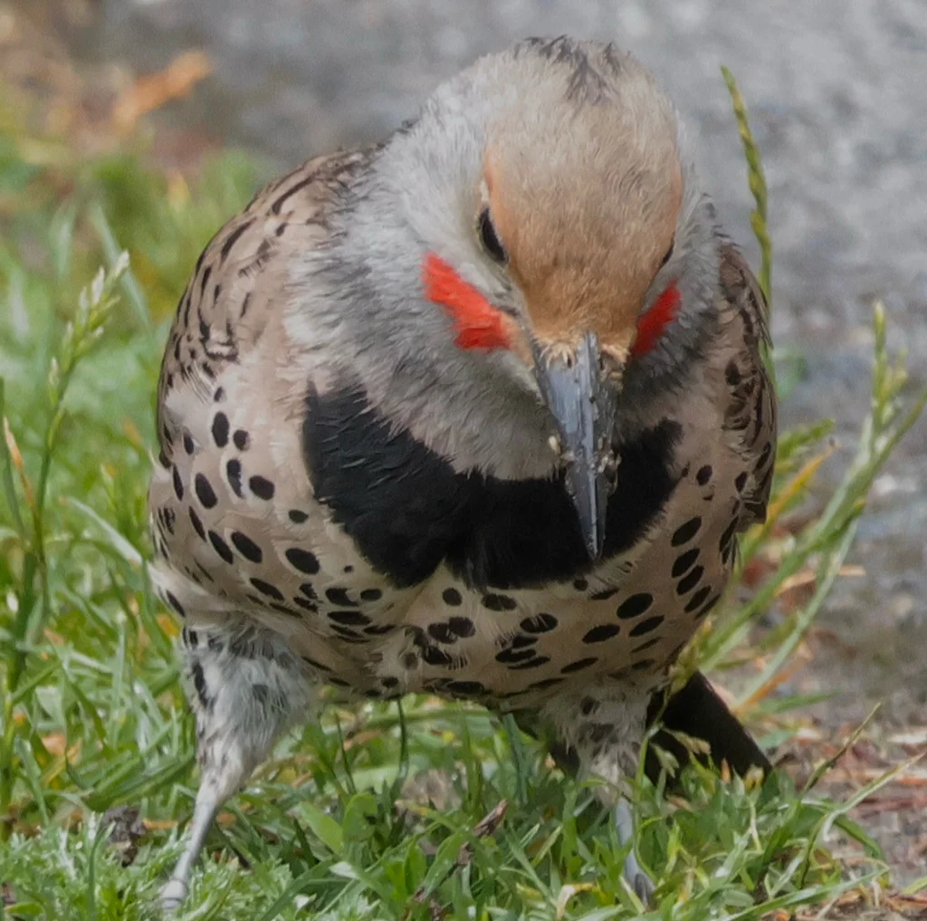 北扑翅䴕(Colaptes auratus)