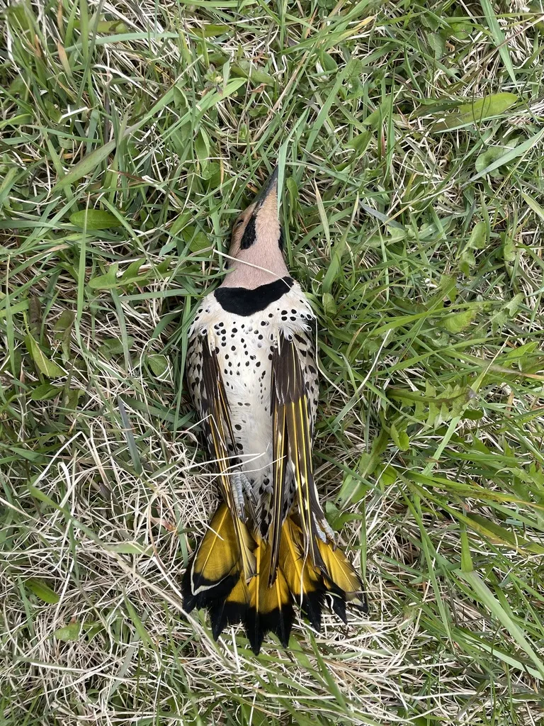 北扑翅䴕(Colaptes auratus)