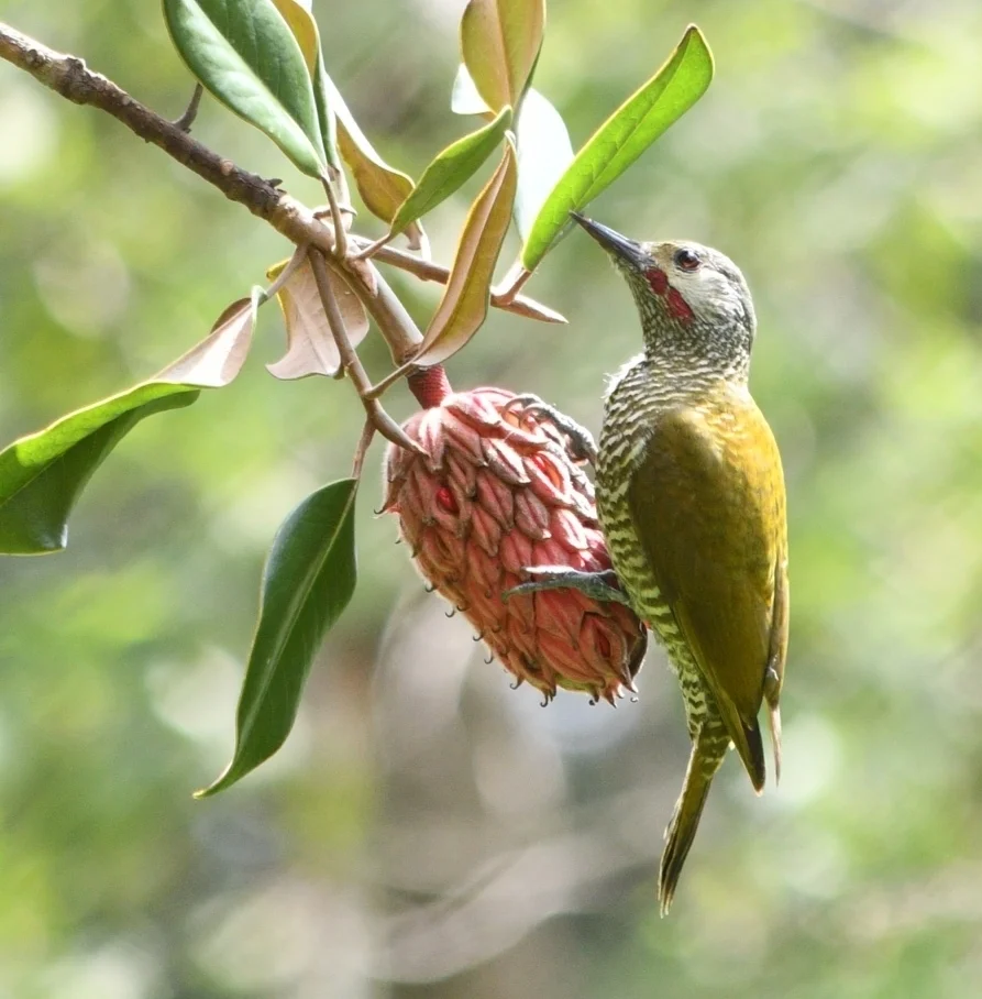 灰顶啄木鸟(Colaptes auricularis)