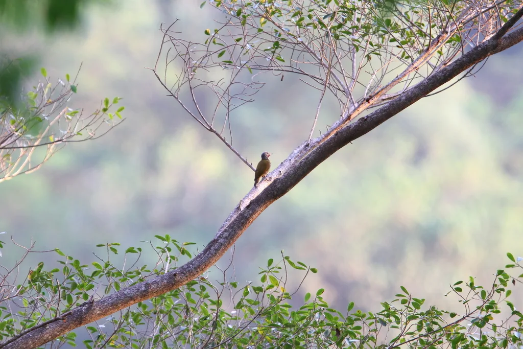 灰顶啄木鸟(Colaptes auricularis)