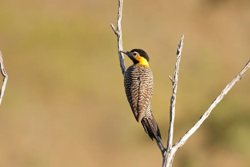 草原扑翅䴕(Colaptes campestris)