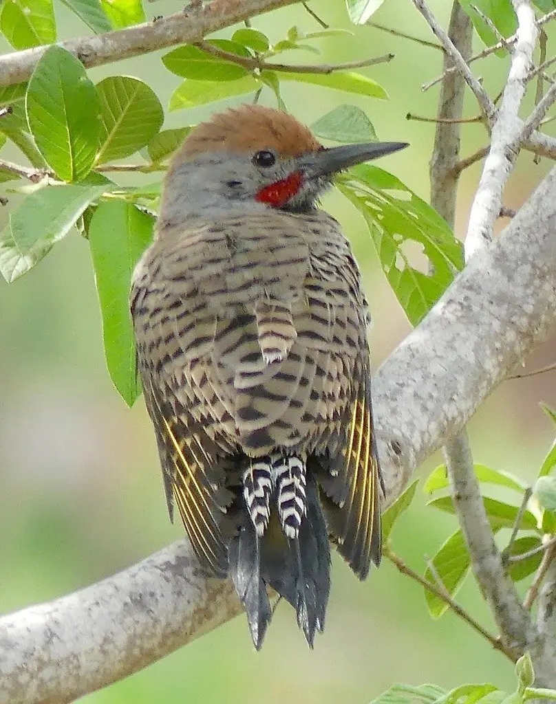 黄扑翅䴕(Colaptes chrysoides)